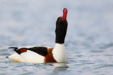 Shelduck (Tadorna tadorna)