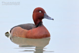 Ferruginous Duck (Aythya nyroca)