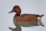 Ferruginous Duck (Aythya nyroca)