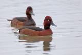 Ferruginous Duck (Aythya nyroca)