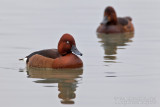 Ferruginous Duck (Aythya nyroca)