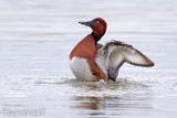 Ferruginous Duck (Aythya nyroca)