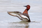 Ferruginous Duck (Aythya nyroca)