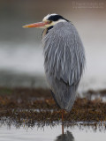 Grey Heron (Ardea cinerea)