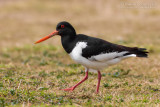 Oystercatcher (Haematopus ostralegus)