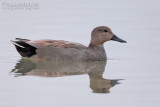 Gadwall (Anas strepera)