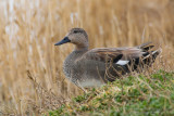 Gadwall (Anas strepera)