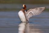 Eurasian Wigeon (Anas penelope)