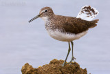 Green Sandpiper (Tringa ochropus)