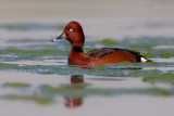 Ferruginous Duck (Aythya nyroca)