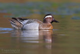 Garganey (Anas querquedula)