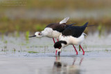 Black-winged Stilt (Himantopus himantopus)