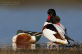 Shelduck (Tadorna tadorna)