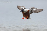 Northern Shoveler (Anas clypeata)