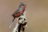 Dartford Warbler (Sylvia undata)