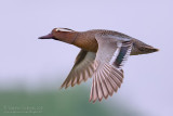 Garganey (Anas querquedula)