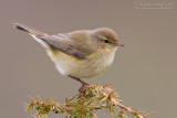 Chiffchaff (Phylloscopus collybita)