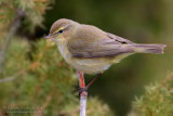 Chiffchaff (Phylloscopus collybita)