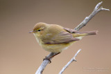 Chiffchaff (Phylloscopus collybita)