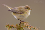 Chiffchaff (Phylloscopus collybita)