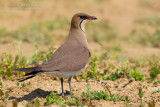 Collared Pratincole (Glareola pratincola)