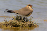 Collared Pratincole (Glareola pratincola)