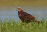 Marsh Harrier (Circus aeruginosus)