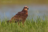 Marsh Harrier (Circus aeruginosus)
