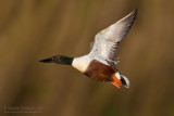 Northern Shoveler (Anas clypeata)