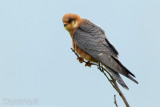 Red-footed Falcon (Falco vespertinus)