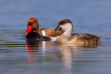 Red-crested Pochard (Netta rufina)