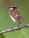 Whinchat (Saxicola rubetra)