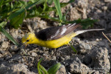 Citrine Wagtail (Motacilla citreola ssp calcarata)