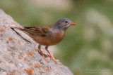 Grey-necked Bunting (Emberiza buchanani ssp cerrutii)