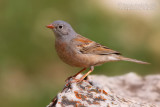 Grey-necked Bunting (Emberiza buchanani ssp cerrutii)