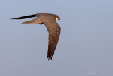 Eurasian Hobby (Falco subbuteo)