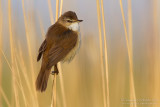 Paddyfield Warbler (Acrocephalus agricola ssp septima)