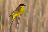 Black-headed Wagtail (Motacilla flava ssp feldegg)