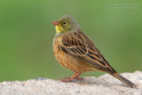 Ortolan Bunting (Emberiza hortulana)