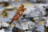 Eurasian Crimson-winged Finch (Rhodopechys alienus)