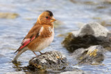 Eurasian Crimson-winged Finch (Rhodopechys alienus)