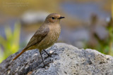 Black Redstart (Phoenicurus ochruros ssp ochruros)