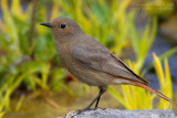 Black Redstart (Phoenicurus ochruros ssp ochruros)