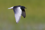 White-winged Tern (Mignattino alibianche)