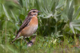 Whinchat (Saxicola rubetra)