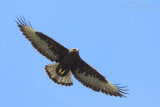 Long-legged Buzzard (Buteo rufinus)