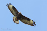 Long-legged Buzzard (Buteo rufinus)