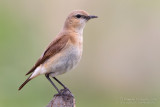 Isabelline Wheatear (Oenanthe isabellina)