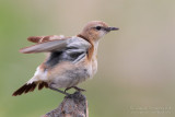 Isabelline Wheatear (Oenanthe isabellina)