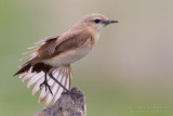 Isabelline Wheatear (Oenanthe isabellina)